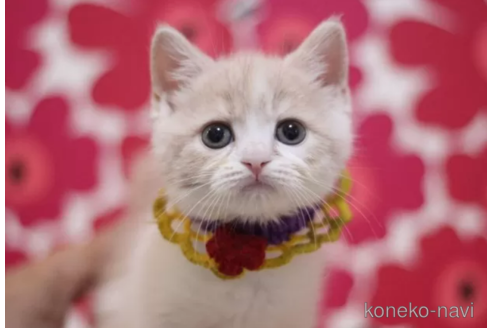 成約済の東京都のスコティッシュフォールド-101311の4枚目